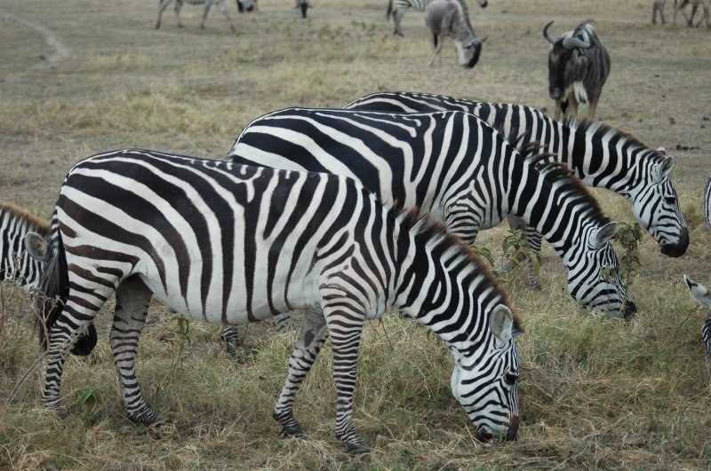 Luxury Maasai Mara Safari Tour | Image #5/5 | 