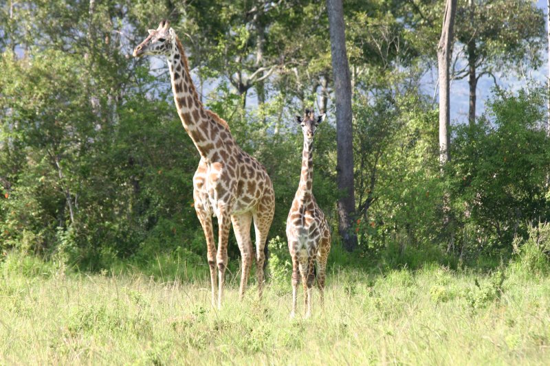 Luxury Maasai Mara Safari Tour | Image #4/5 | 
