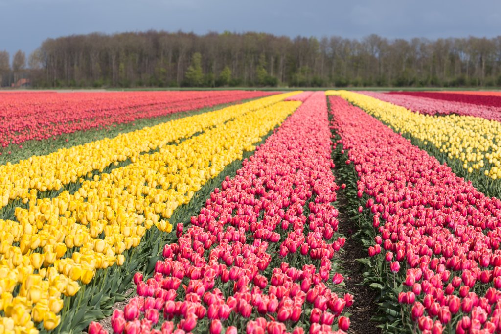Tulip Fields | Unforgettable daytrips from Amsterdam | Image #5/8 | 