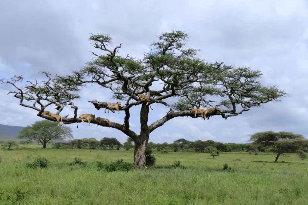 Lion In A Tree | 4 Days- Camping Safari-- Group Joining Tour/ | Image #6/7 | 