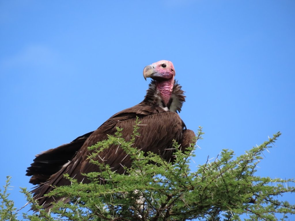 Vulture | 4 Days- Camping Safari-- Group Joining Tour/ | Image #5/7 | 