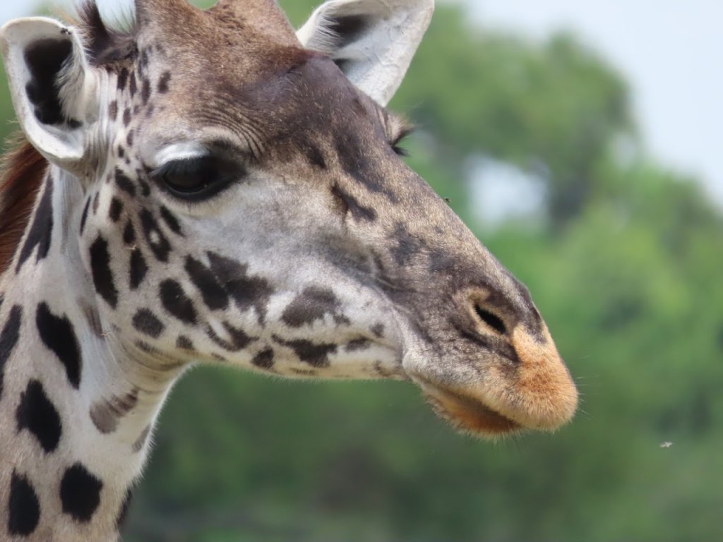 Giraffe | 4 Days- Camping Safari-- Group Joining Tour/ | Image #3/7 | 