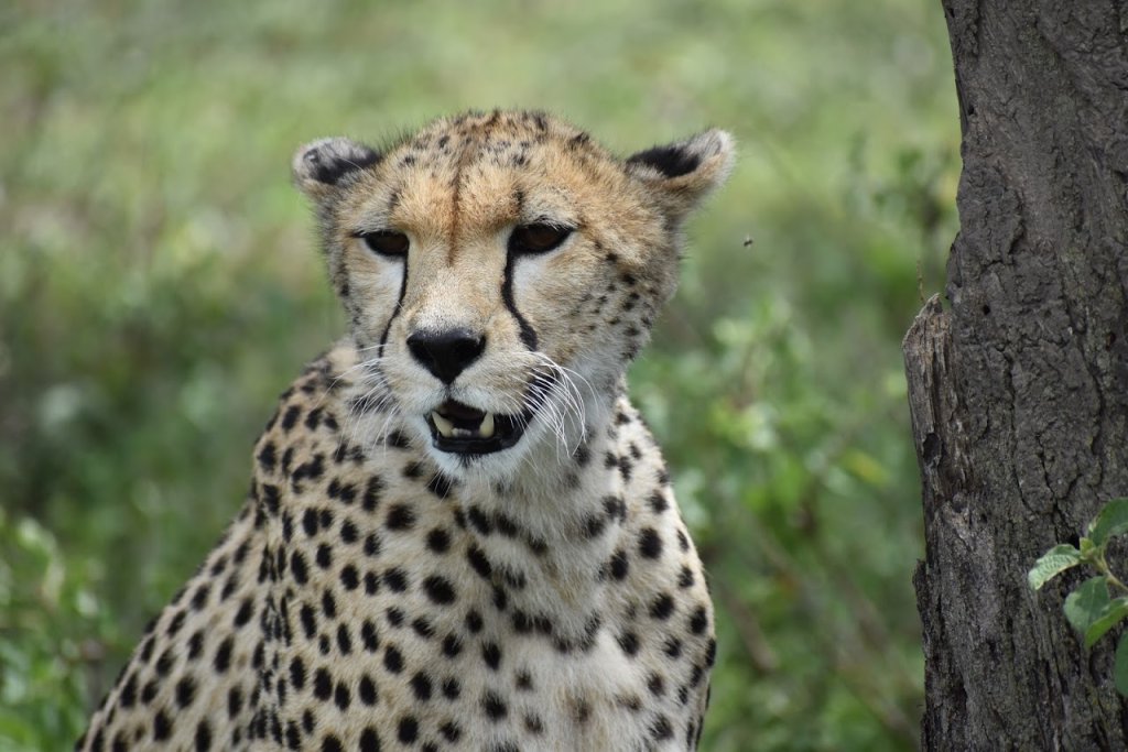 Cheetah | 4 Days- Camping Safari-- Group Joining Tour/ | Image #7/7 | 