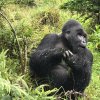 2 Days Gorilla Trekking in Bwindi Forest Uganda | Kisoro, Uganda
