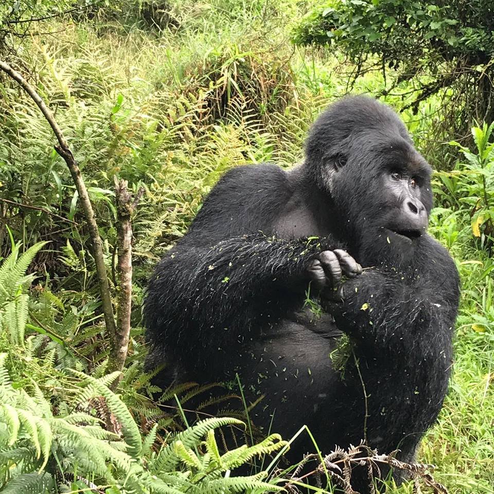 Gorilla Trekking In Bwindi Forest | 2 Days Gorilla Trekking in Bwindi Forest Uganda | Kisoro, Uganda | Wildlife & Safari Tours | Image #1/4 | 