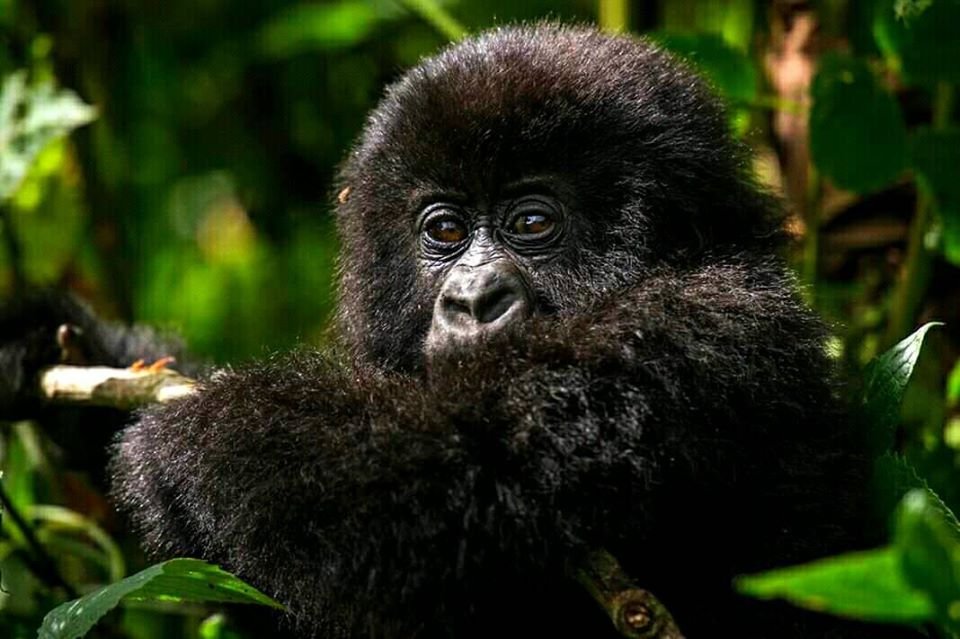 Gorilla Baby In Mgahinga Park | 2 Days Gorilla Trekking in Bwindi Forest Uganda | Image #2/4 | 