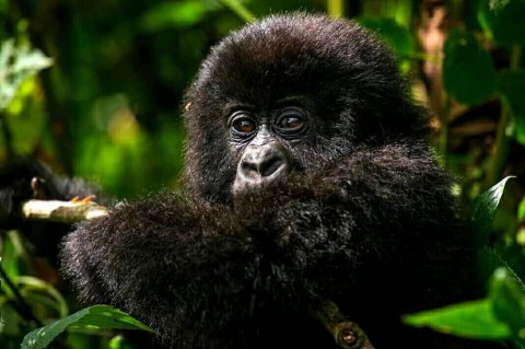 Gorilla Baby In Mgahinga Park