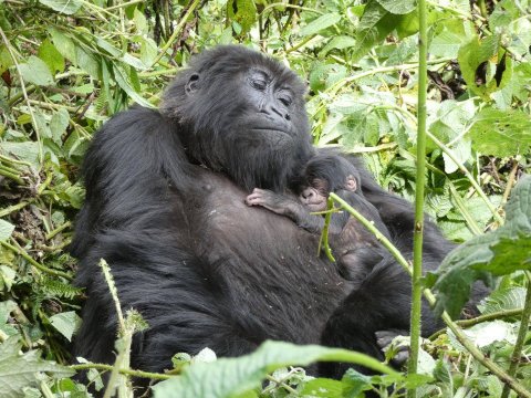 Gorilla Tracking Black Sliver Back