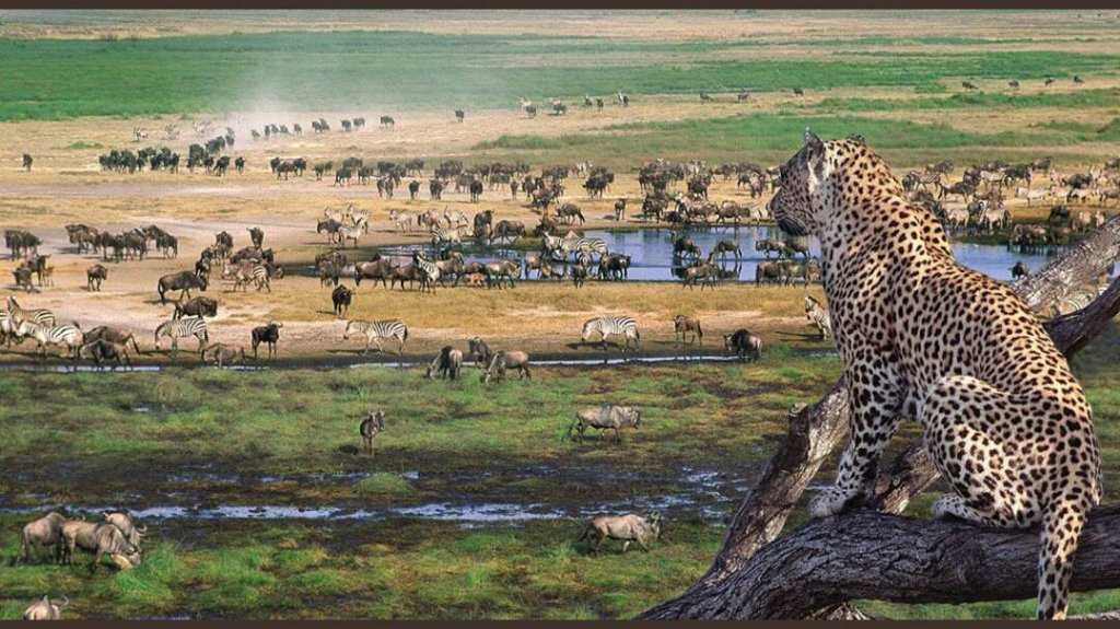 Tanzania Wildlife Tour | 7 Days Serengeti Migration Safari | Image #3/4 | 