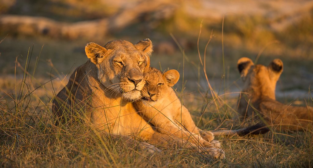 African Safari Tour | 7 Days Serengeti Migration Safari | Kilimanjaro, Tanzania | Wildlife & Safari Tours | Image #1/4 | 