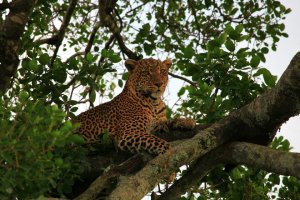 21 Days Kenyan diversity budget safari | Nairobi, Kenya Wildlife & Safari Tours | Kenya