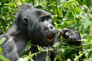 Africa Gorilla Tracking Adventures In Uganda | Kampala, Uganda Wildlife & Safari Tours | Bweyogerere, Uganda