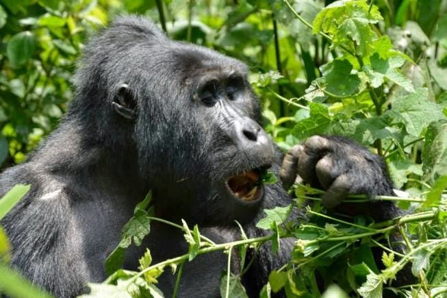 Gorilla Tracking Safari Uganda | Africa Gorilla Tracking Adventures In Uganda | Kampala, Uganda | Wildlife & Safari Tours | Image #1/1 | 