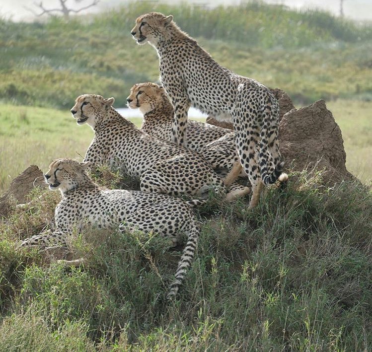 5 Days 4 nights Tanzania luxury safari | Image #16/19 | 