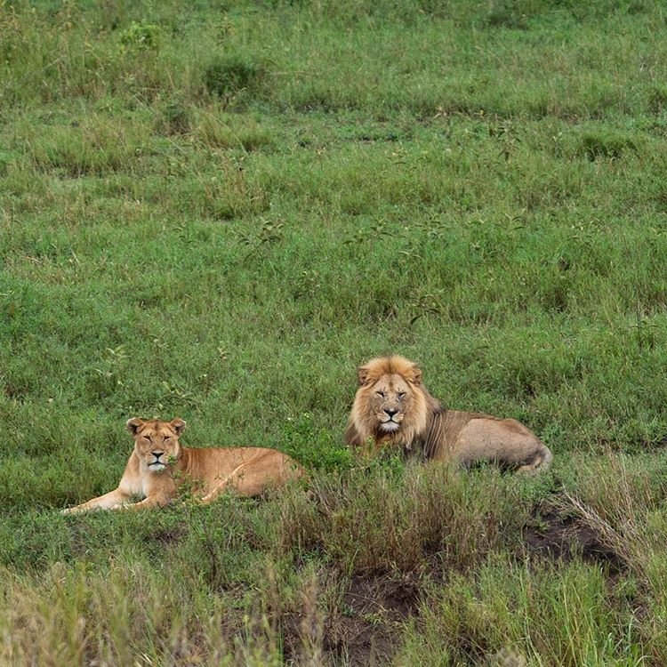 5 Days 4 nights Tanzania luxury safari | Image #3/19 | 