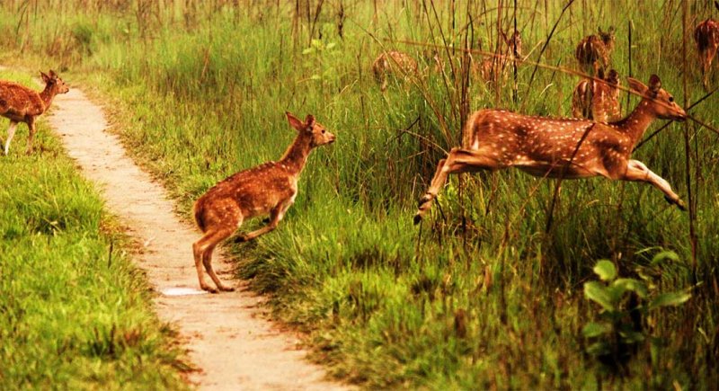 Deer | Wildlife & Safari Tours | Image #3/8 | 