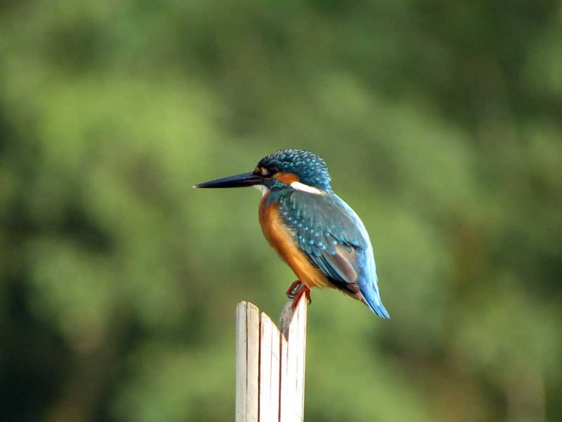 Kingfisher | Wildlife & Safari Tours | Image #4/8 | 
