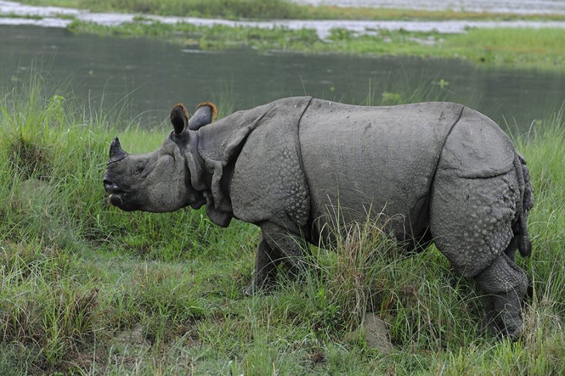 Rhino | Wildlife & Safari Tours | Image #7/8 | 