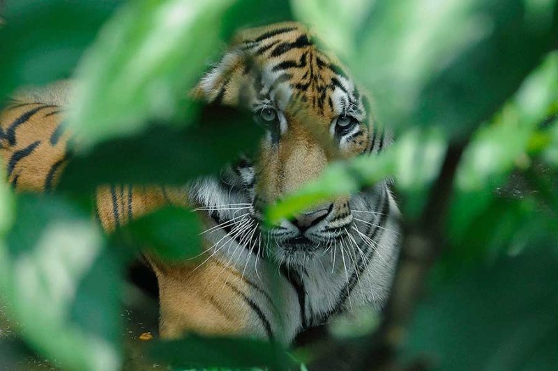 Tiger | Wildlife & Safari Tours | Image #5/8 | 