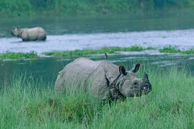 Rhino | Wildlife & Safari Tours | Image #6/8 | 