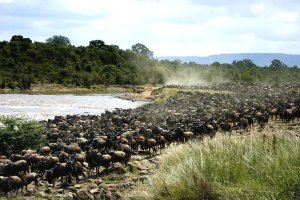 6 days Safari - Northbound Wildlife Migration | Arusha, Tanzania Wildlife & Safari Tours | Tanzania Nature & Wildlife