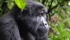 Unrivaled 3 day Gorilla trekking & Cultural tours | Rwanda, Rwanda