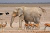 3 Days Etosha National Park Wildlife Tour -Camping | Windhoek , Namibia