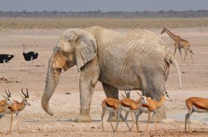 3 Days Etosha National Park Wildlife Tour -Camping