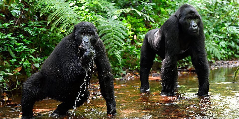 Bwindi Impenetrable Forest | 7 Days Bwindi Impenetrable - Gorilla Trekking | Image #2/2 | 