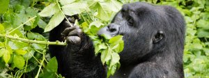 7 days Bwindi Impenetrable - Gorilla trekking | Kisoro, Uganda Reservations | Jerusalem, Israel Travel Services