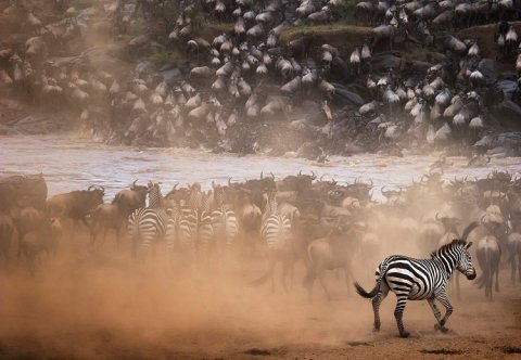The Great Migration Safari
