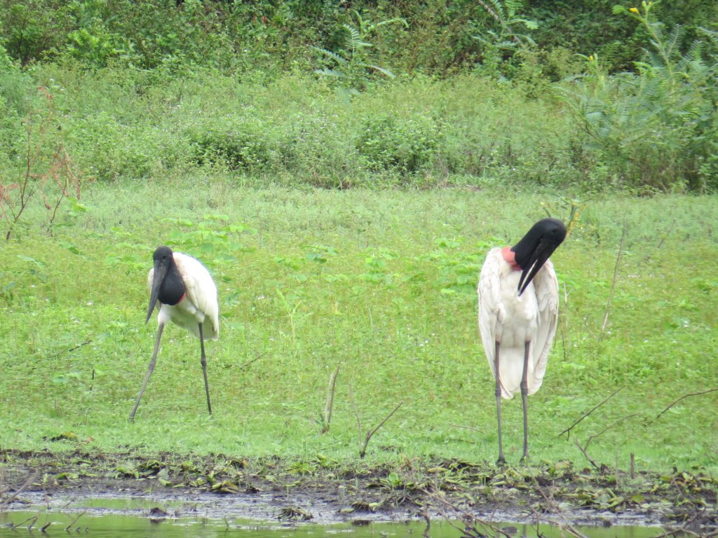 Pantanal Tour | Image #30/36 | 
