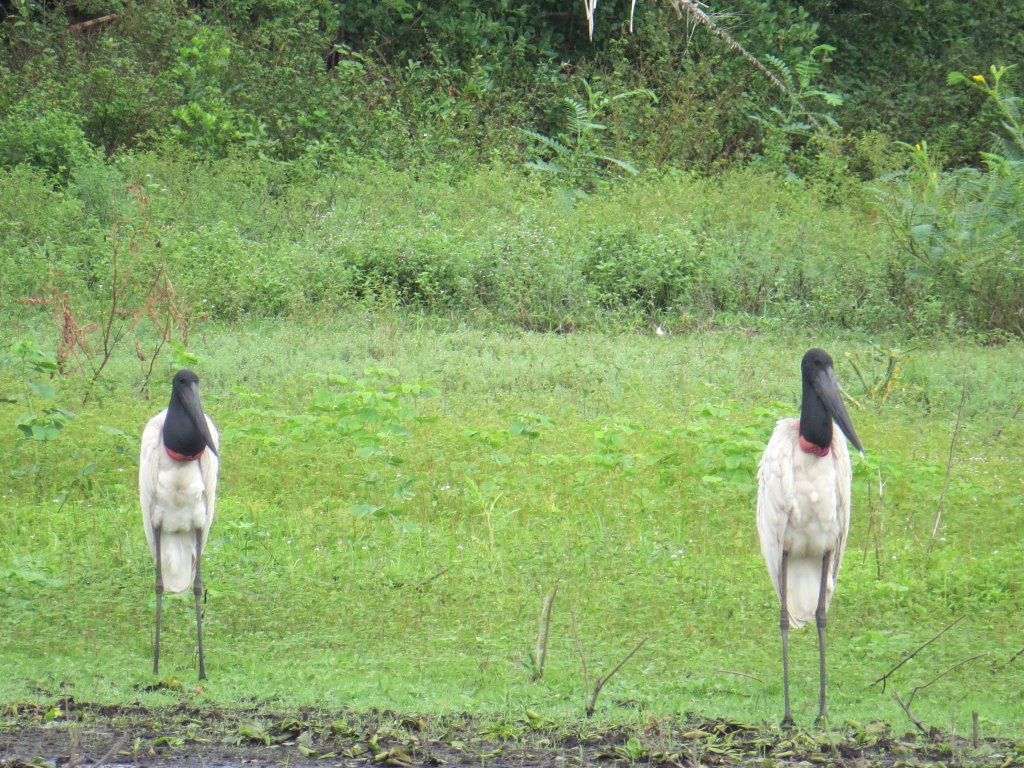 Pantanal Tour | Image #31/36 | 