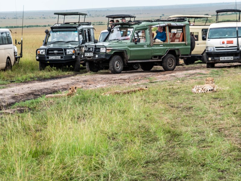 Game Drive | 3 days Masai Mara Group Adventure Camping Tour | Image #3/6 | 