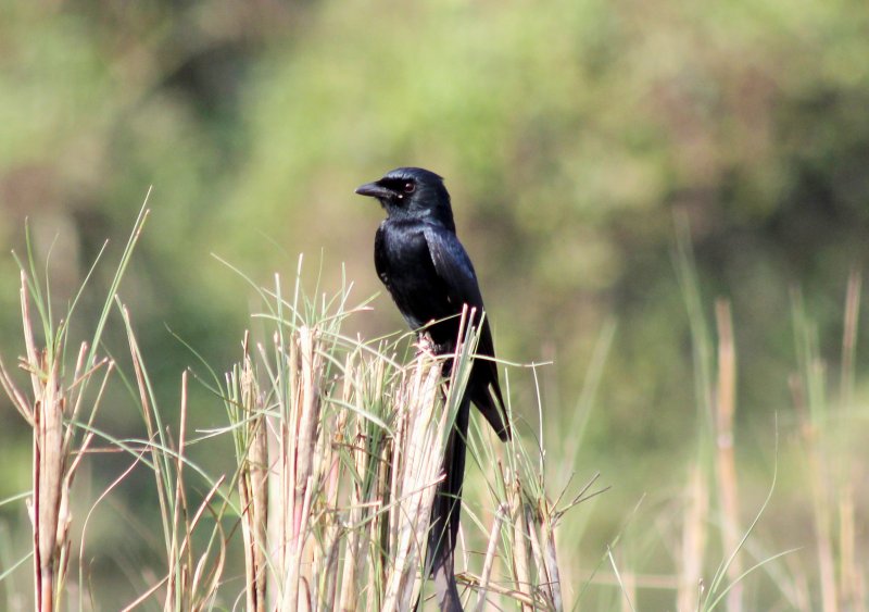 Bird Watching | Chitwan Wildlife Safari | Image #3/5 | 