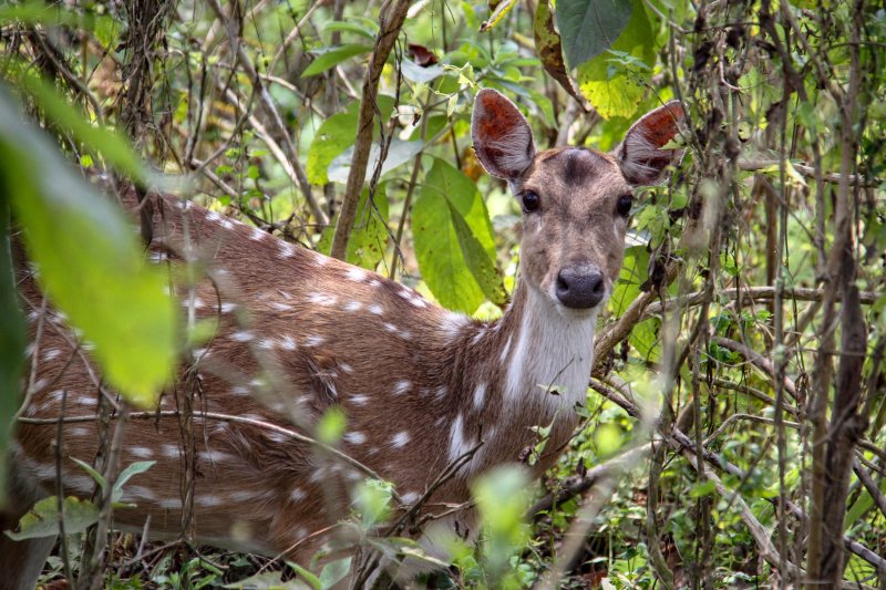 Wildlife Watching | Chitwan Wildlife Safari | Image #2/5 | 