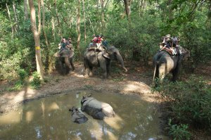 Chitwan Wildlife Safari | Kathamndu, Nepal Wildlife & Safari Tours | Great Vacations & Exciting Destinations