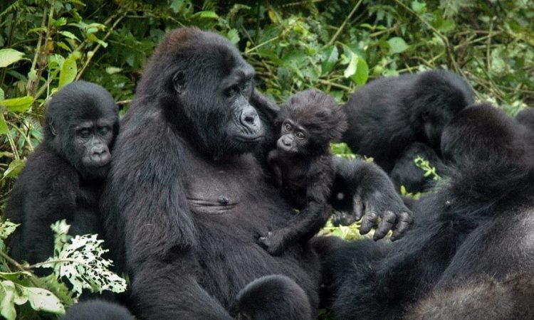 Gorilla Family | Superb discounted Gorilla Tracking Experience | Image #2/5 | 