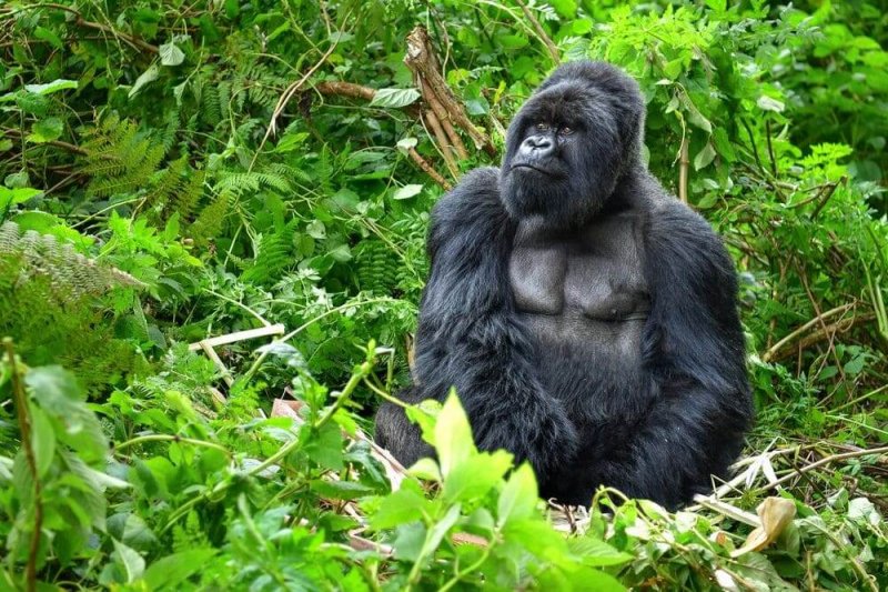 Superb discounted Gorilla Tracking Experience | Image #5/5 | 