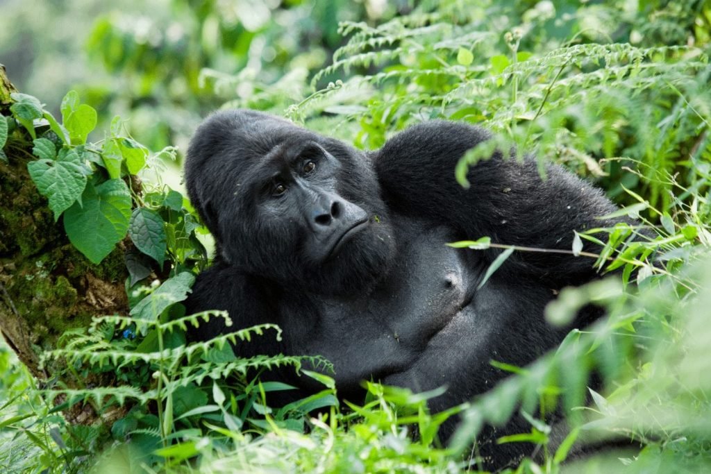 Gorilla | Superb discounted Gorilla Tracking Experience | Kampala, Uganda | Wildlife & Safari Tours | Image #1/5 | 