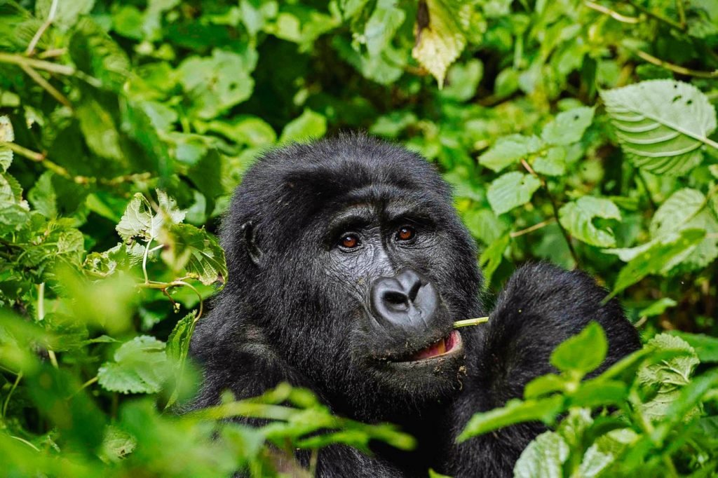 Superb discounted Gorilla Tracking Experience | Image #3/5 | 