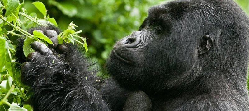 Superb discounted Gorilla Tracking Experience | Image #4/5 | 