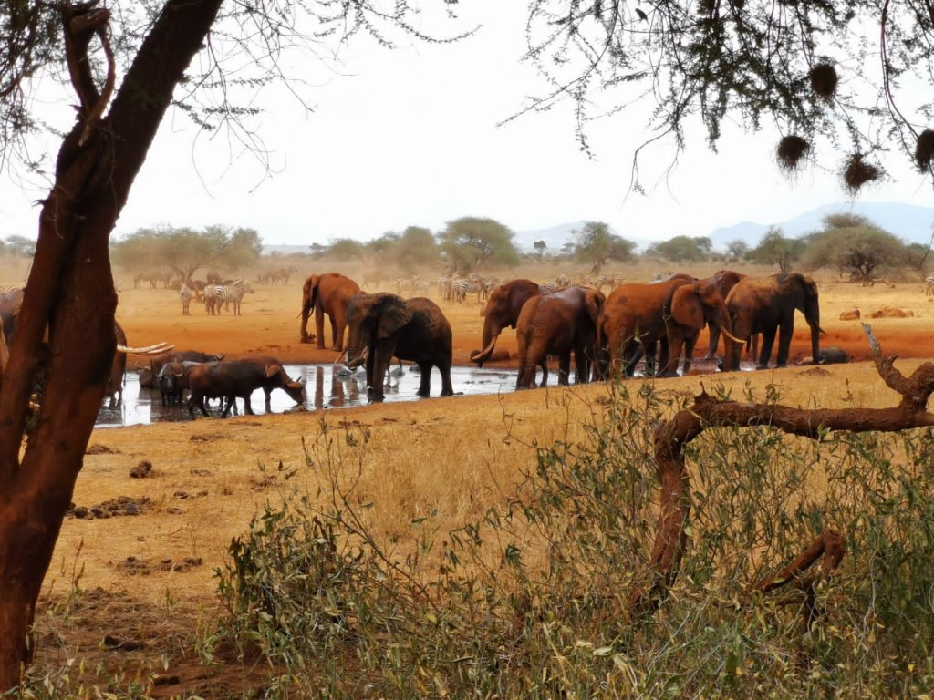 2 Days Red Elephant Safari Tsavo East | Image #4/4 | 