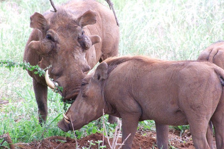 2 Days Red Elephant Safari Tsavo East | Image #2/4 | 
