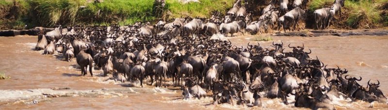 Exploring The Masai Mara | Nairobi, Kenya | Wildlife & Safari Tours | Image #1/4 | 