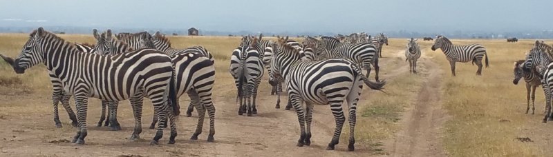 Exploring The Masai Mara | Image #2/4 | 