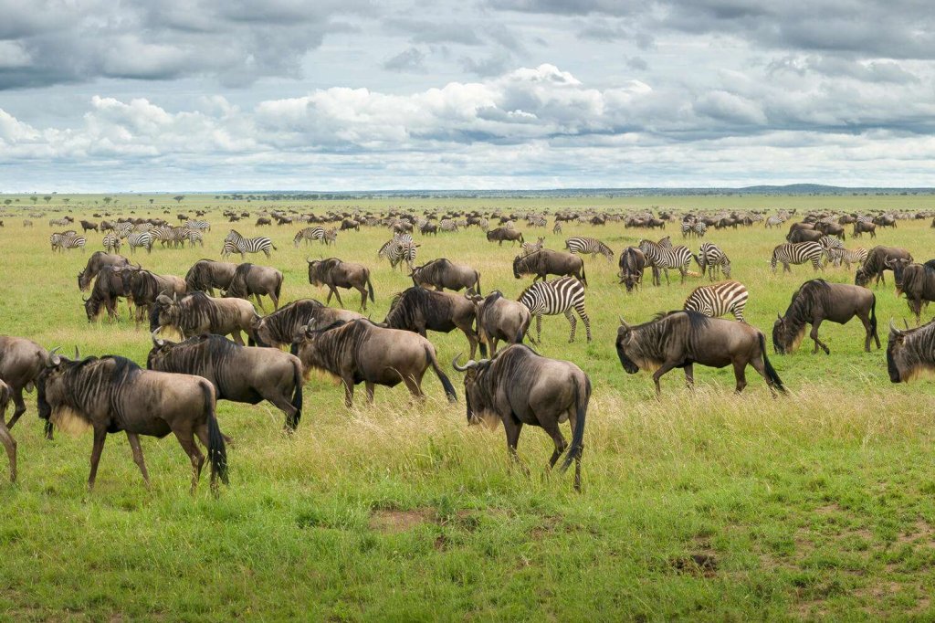 Migration | 8 Days Serengeti Migration Luxury Safari | Image #2/3 | 