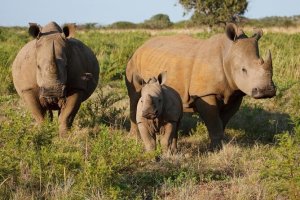 Game Drive And Rhino Walking Safari