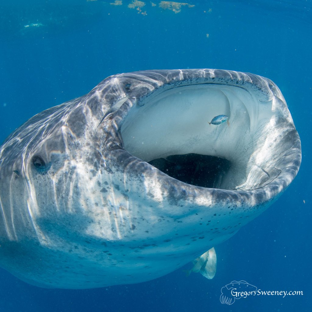 Snorkel With Whale Sharks Mexico | Snorkel With Whale Sharks Multi Day Eco Tour | Isla Mujeres, Mexico | Scuba Diving & Snorkeling | Image #1/8 | 