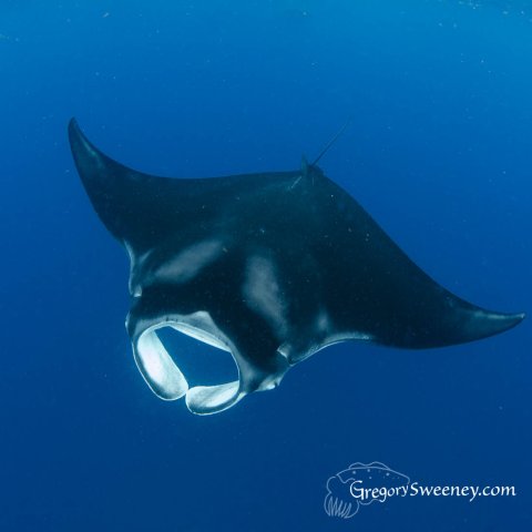 Snorkel With Giant Manta Ray